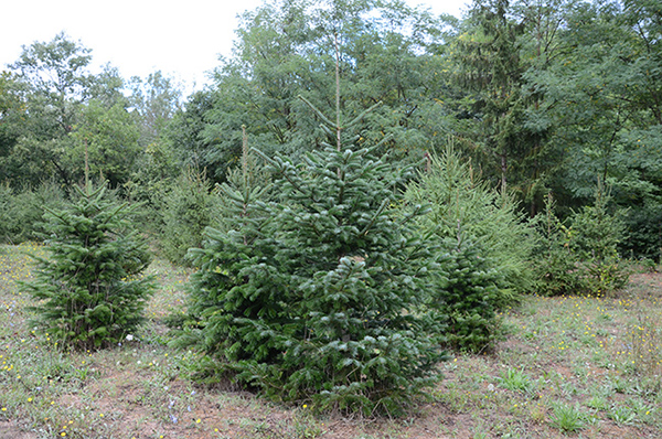 alberi di natale